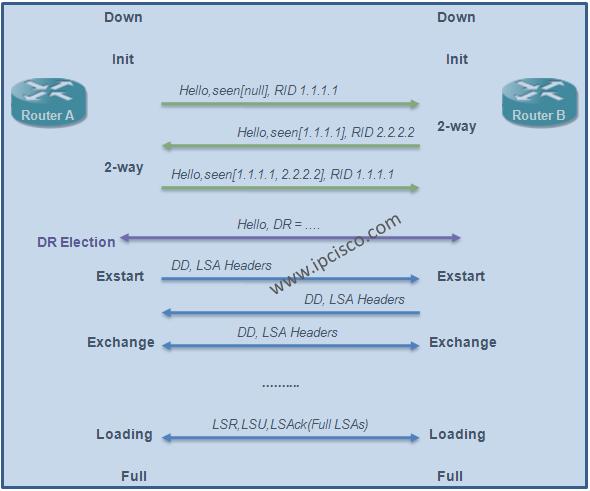 OSPF (Open Shortest Path First) Neighbourship States, OSPF Adjacency
